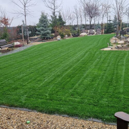 Seminte Profesionale de Gazon pentru Seceta & Trafic Intens - AGGRESSIVE - Emerald Green Italia