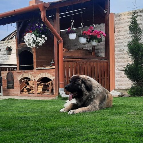 Seminte Gazon Sport, Gama Profesionala, 10kg - STADIO - Emerald Green Italia