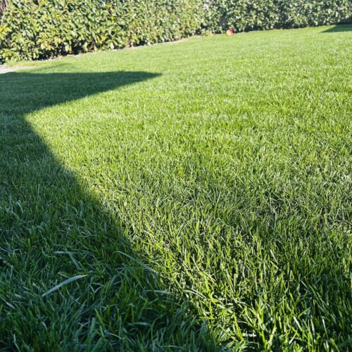 Seminte Gazon Traditional, Gama Profesionala - COUNTRY - Emerald Green Italia