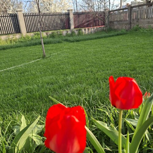 Ingrasamant Gazon All Season, Efect de Inverzire, NPK 14-28-10 - GO GREEN - Emerald Green Italia