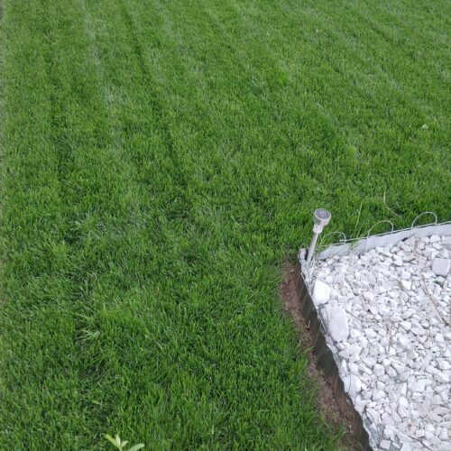 Seminte Gazon Suprainsamantare/Reinsamantare - REPAIR - Emerald Green Italia