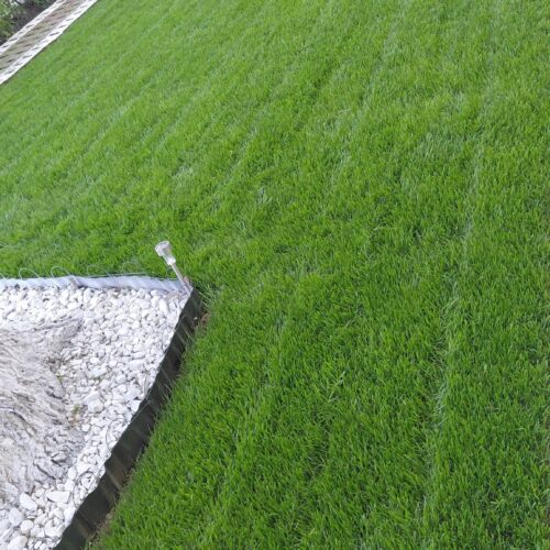 Seminte Gazon Suprainsamantare/Reinsamantare - REPAIR - Emerald Green Italia