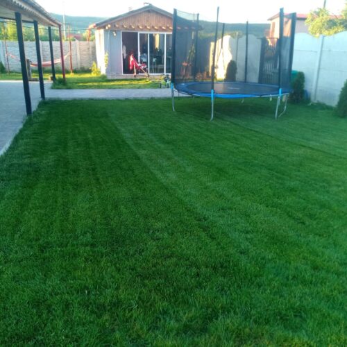 Seminte Profesionale de Gazon pentru Umbra - SHADOW - Emerald Green Italia