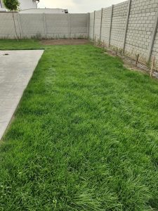 Seminte Gazon Reinsamantare, Gama Profesionala - OVERSEEDING - Emerald Green Italia