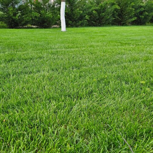 efect ingrasamant solid supreme