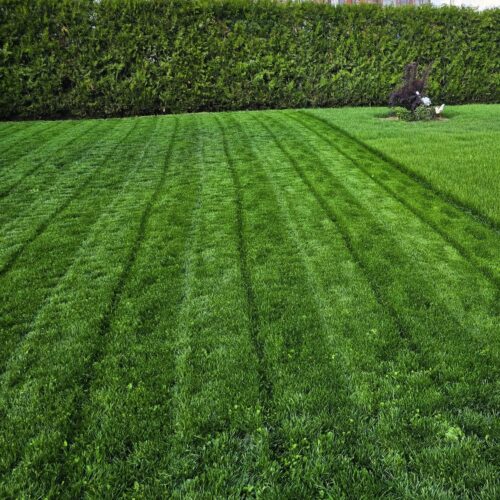 efect inverzire gazon go green