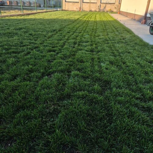 Seminte Profesionale de Gazon pentru Seceta & Trafic Intens - AGGRESSIVE - Emerald Green Italia