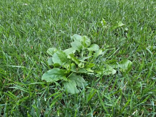 Erbicide recomandate pentru combaterea buruienilor cu frunza lata(dicotiledonate)