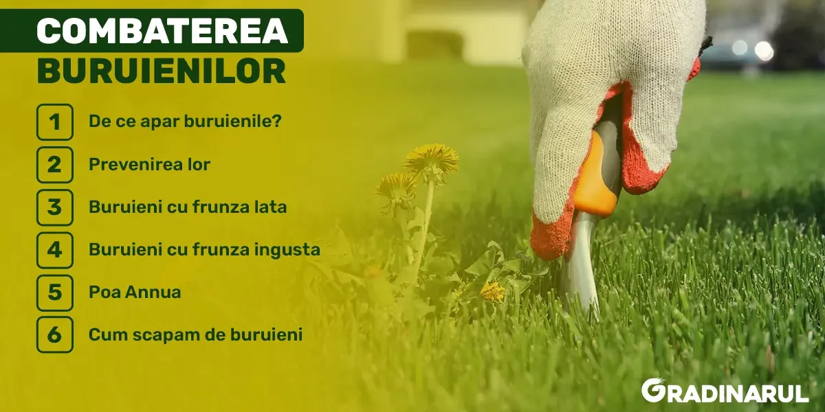 combaterea buruienilor din gazon