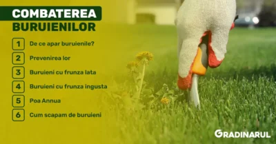 combaterea buruienilor din gazon