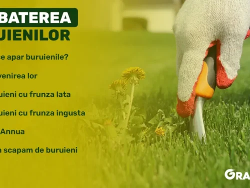 combaterea buruienilor din gazon