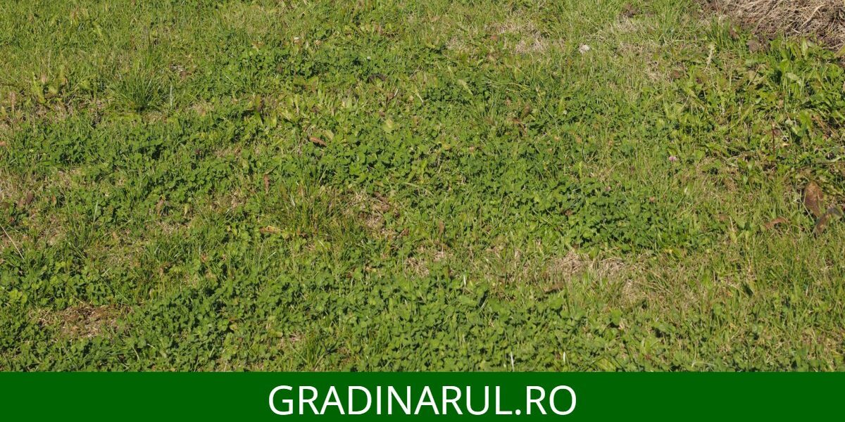 gazon cu buruieni