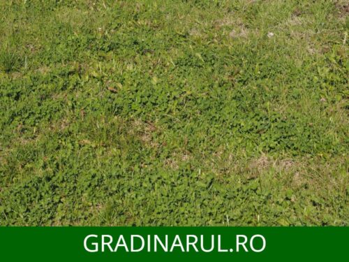 Ai o peluza rarita, plina de buruieni? Iata cum poti sa rezolvi problema!