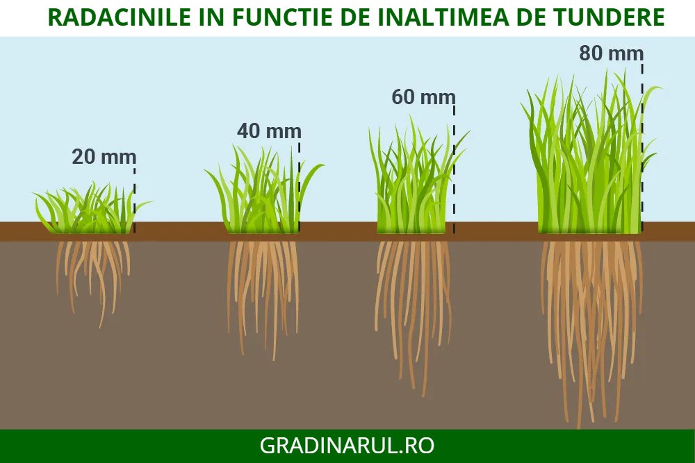 radacinile gazonului in functie de inaltimea de tundere