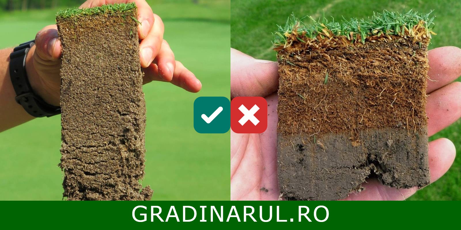 sol bun vs sol neomogen pentru gazon