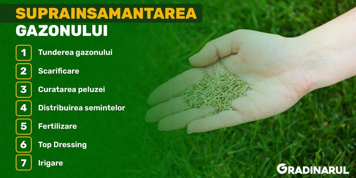 suprainsamantarea-gazonului