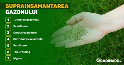 suprainsamantarea-gazonului