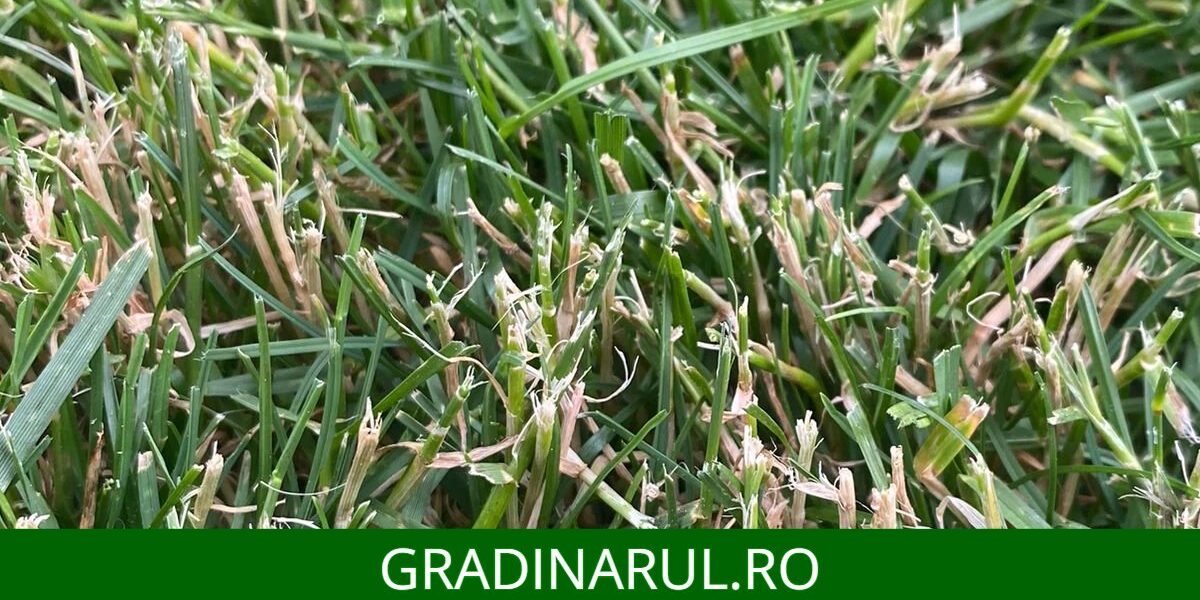 tije in gazon - cum remediem