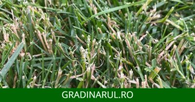 tije in gazon - cum remediem