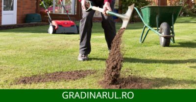 top dressing gazon - ce este si cand se foloseste