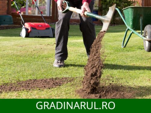 top dressing gazon - ce este si cand se foloseste