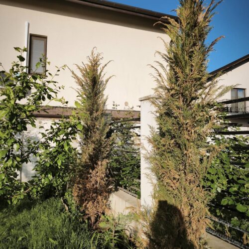 Pachet Profesional de Intretinere Plante Verzi, Flori & Pomi: Active Top 1kg + Amin Plus 1kg - Emerald Green Italia