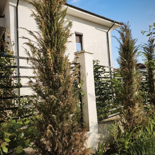 Pachet Profesional de Intretinere Plante Verzi, Flori & Pomi: Active Top 1kg + Amin Plus 1kg - Emerald Green Italia