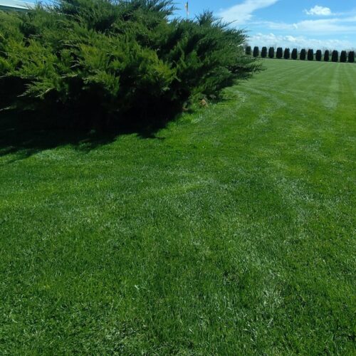 rezultate aplicare ingrasamant gazon race - emerald green - ingrasamant de primavara