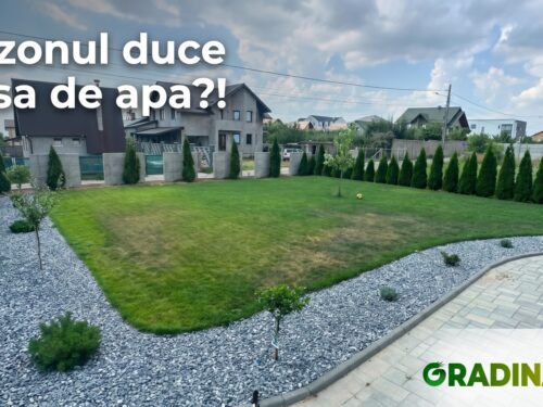 lipsa apa in gazon